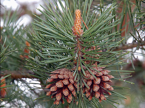 � �������� ����