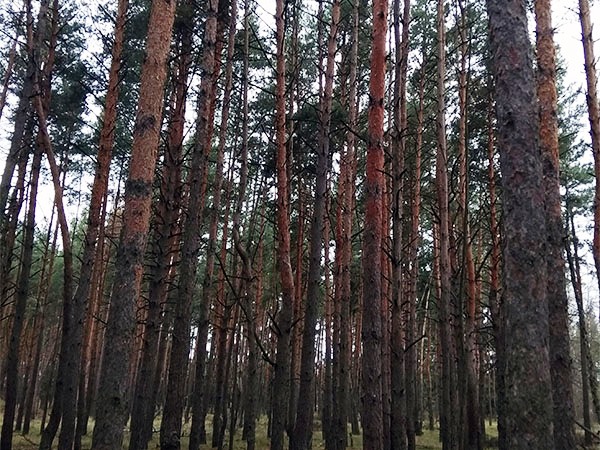 � �������� ����