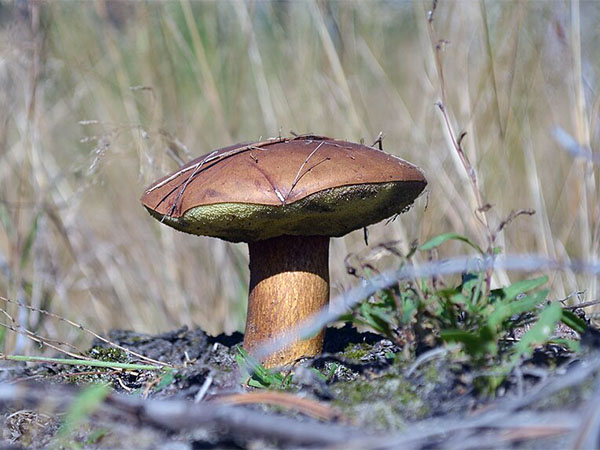 � �������� ����