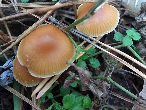 � �������� ����