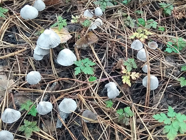 � �������� ����