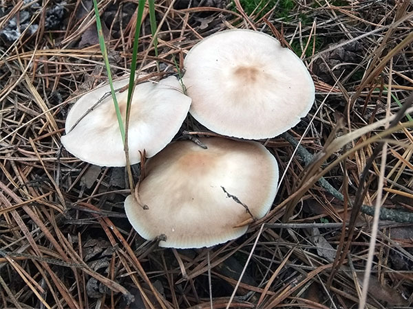 � �������� ����