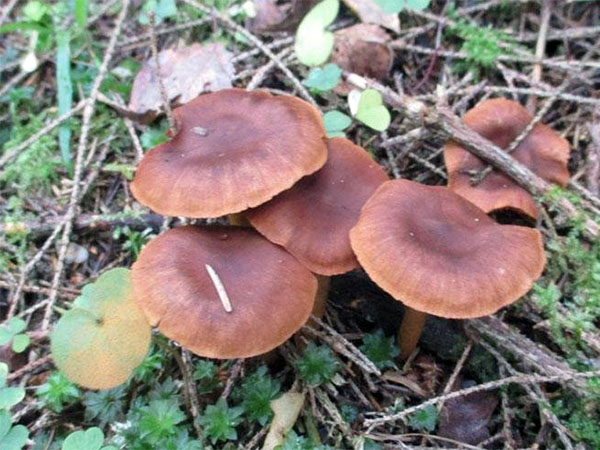 � �������� ����